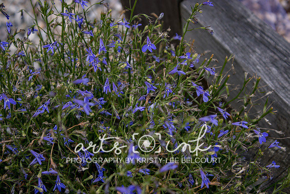 Blissful Meadows, Uxbridge MA | Wedding Photography | Arts Ink Photography